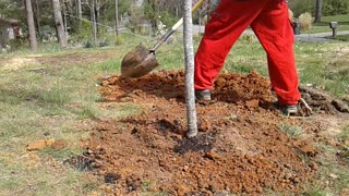 Planting ball and burlap trees with steel root cage