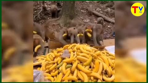 Bananas 🍌 passion fruit