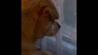 Dog cries for Daddy lol