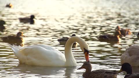 White swan in super slow motion #1