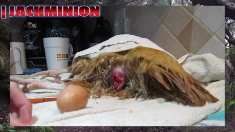 Chicken Prolapse & Bound Egg FIX: Step-by-Step Guide (Save Your Hen!) By Jackminion