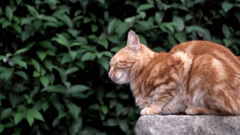 cats are napping on a gaden wall