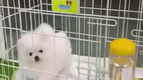 Playful Pomerania dog so cute