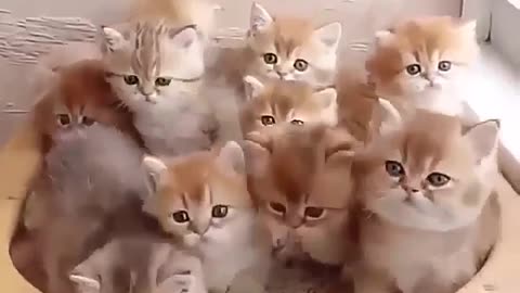 The cutie kittens
