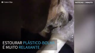 Beagle adora estourar plástico-bolha