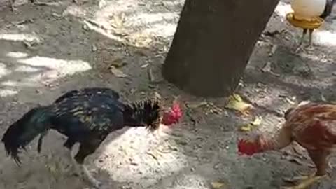 Rooster fighting trick shots