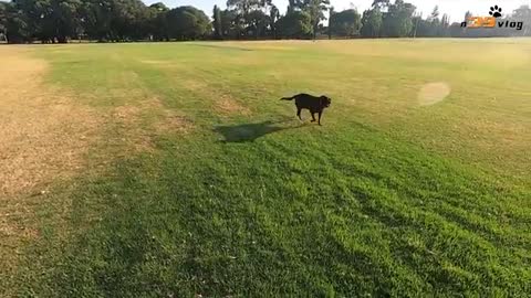 beautiful funny dog doing crazy things
