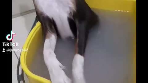 Dog in Spa day 2