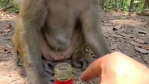 monkey drinking wines #monkey#wines