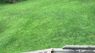 Snake Hiding by Dog's Water Dish