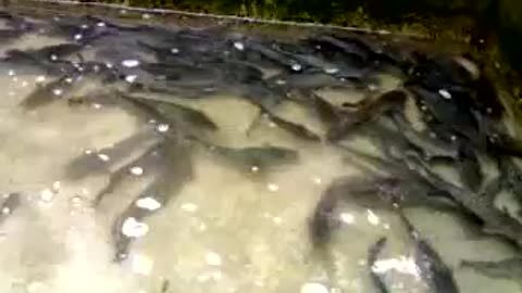 Catfish in Concrete Pond