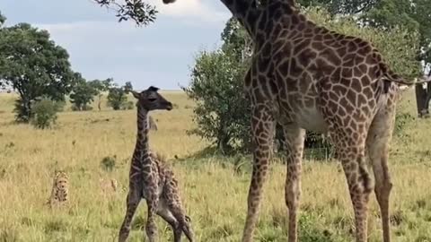 Mama Giraffe protect her baby against two cheetahs