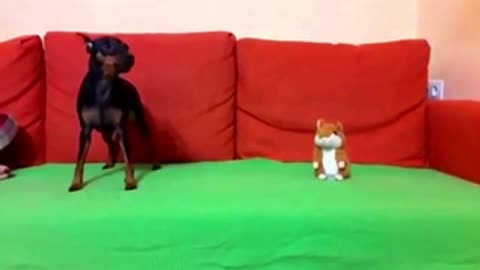 Dog amazed by a soft toy