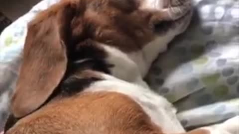 Dog Wakes up from Night Terror