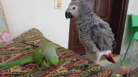 Indian Ringneck Greet African Grey parrot
