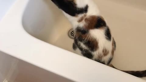 Cali Cat drinking in the bathtub