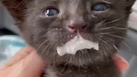Cute Cat Drink Milk And Very Bad Fell And Cry Why? Cutepuppylover
