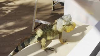 My pet iguana IGGY