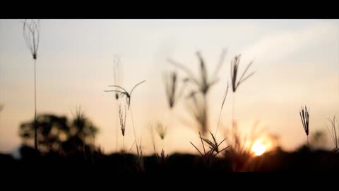 Nature Cinematography // Cinematic Background Music
