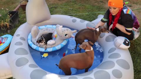 Throwing My Dogs A Pool Party