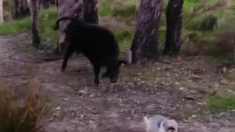 COW VERSUS DOG FIGHT.mp4