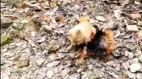Chicken VS dog Super funny, the puppy is not an opponent