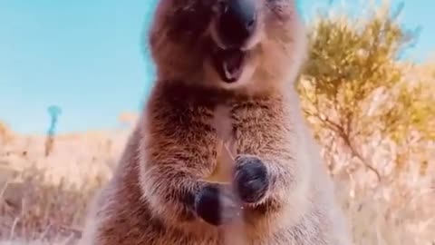 THIS LITTLE QUOKKA IS WAY TOO CUTE TO HANDLE!