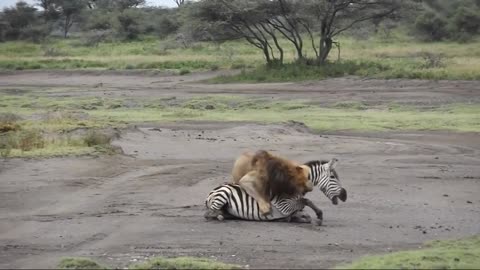 lions and their amazing attacks