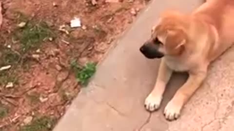 Funny puppy does not like to walk 😂