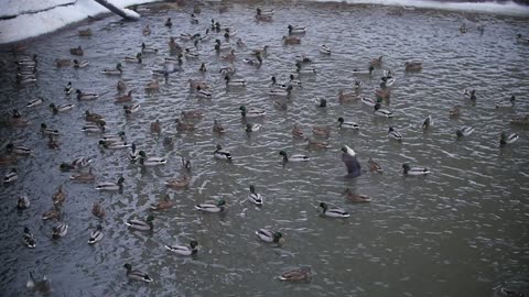 Large migrating group of ducks on cold frozen lake in city park, slow-motion
