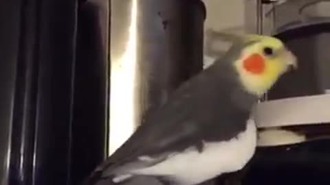 Bird's funny reactions