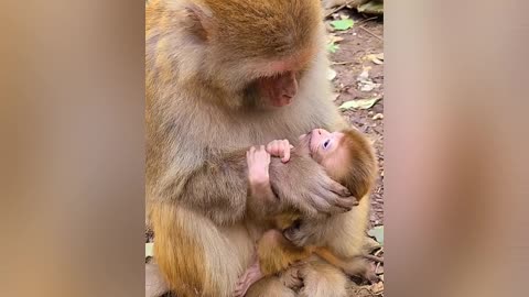 This cute little monkey is very spoiled with his mother 🥰