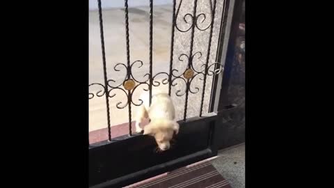 Enjoy funniest and very cute Dogs