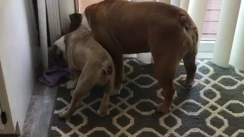 Three Bulldogs Argue Over A Single Wash Cloth...