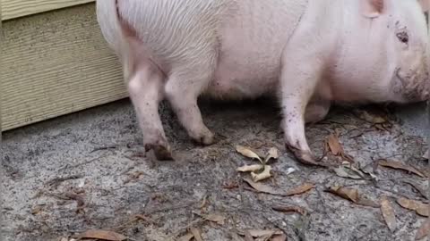 This pig knows how to party