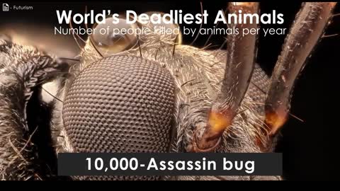 What is the Deadliest Creature in the World?