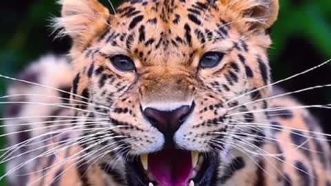 A close-up of a cheetah. Its whiskers are really long