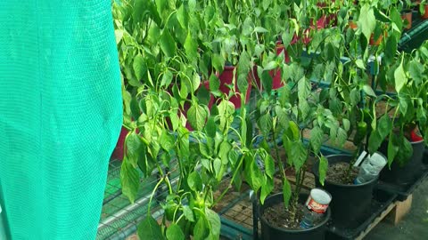 Polytunnel update