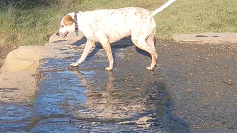 Water-loving pup obsessed with diving in lake for sunken toys