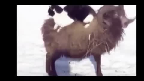Check out this compilation Funny Videos With Animals and Sailors