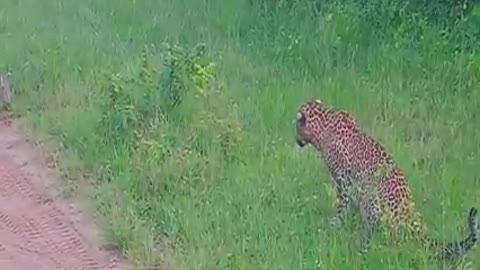 Leopard and cats attack rabbits