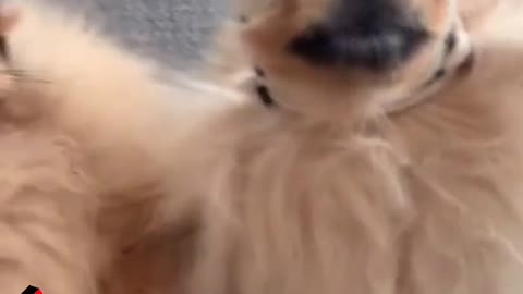 Badboys very Funny Dogs #lookout #badfluffydogs #funnyvideo #mask #dog #pet #puppy #animals