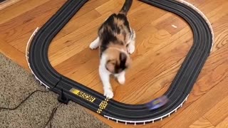 Kitty Catches Toy Car on Track