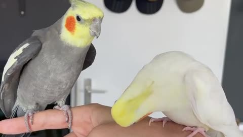 Two cockatiels standing on their owner's hand and singing