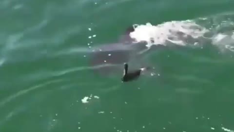 duck makes silly shark