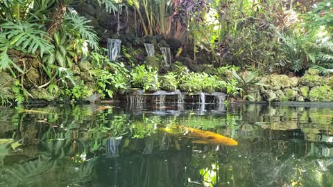 Tranquil Koi Pond