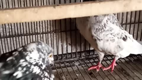 Taddy pigeons video new,videos of birds