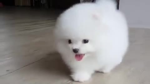 white pomeranian puppy