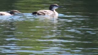 Loons on Puzzle lake