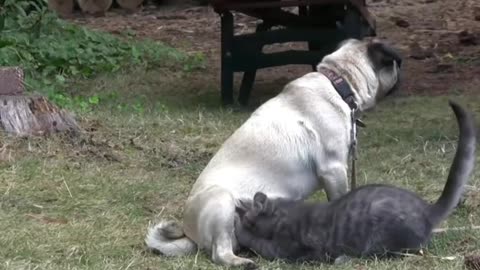 Brave Kitten vs 10 Pit Bull Puppies vs Pug _ Cute Puppies _ Doge